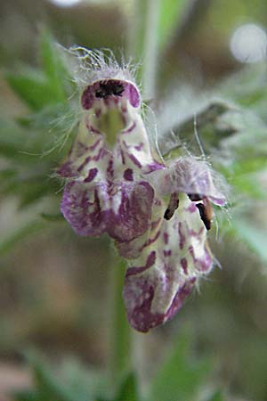 Stachys alpina \ Alpen-Ziest, Kroatien Plitvička 19.7.2007