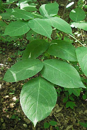 Staphylea pinnata / Bladdernut, Croatia Medvednica 20.7.2007