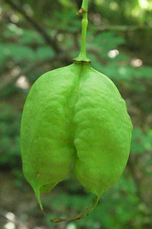 Staphylea pinnata \ Pimpernuss / Bladdernut, Kroatien/Croatia Medvednica 20.7.2007