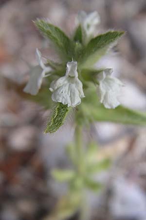 Sideritis romana \ Rmisches Gliedkraut, Kroatien Šibenik 3.6.2008