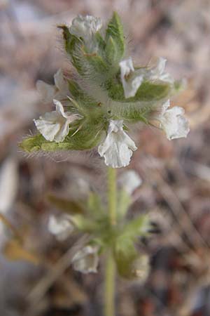 Sideritis romana \ Rmisches Gliedkraut, Kroatien Šibenik 3.6.2008