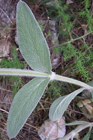 Stachys cretica \ Kretischer Ziest / Mediterranean Woundwort, Kroatien/Croatia Krka 3.6.2008