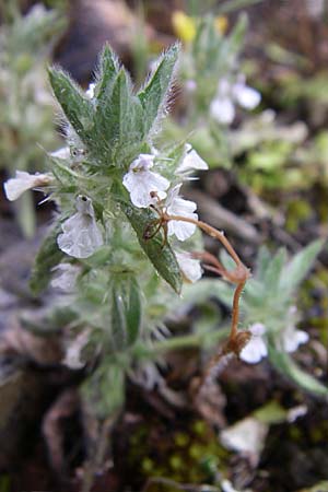 Sideritis romana \ Rmisches Gliedkraut, Kroatien Istrien, Bale 4.6.2008