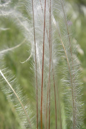 Stipa pennata agg. \ Grauscheidiges Federgras, Kroatien Učka 28.6.2010