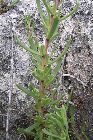 Suaeda maritima \ Salz-Sode, Kroatien Istrien, Premantura 5.6.2008