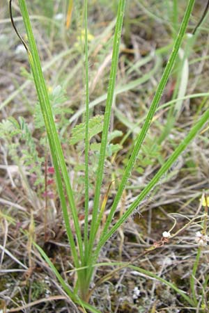 Scorzonera villosa \ Zottige Schwarzwurzel / Villous Viper's Grass, Kroatien/Croatia Istrien/Istria, Premantura 5.6.2008