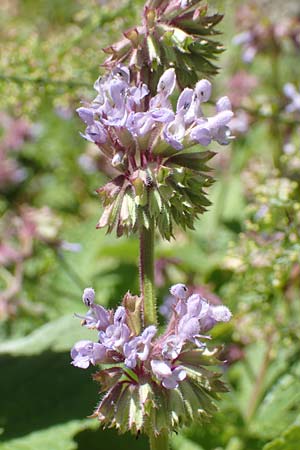 Salvia verticillata / Whorled Sage, Croatia Učka 12.8.2016