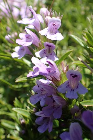 Satureja subspicata \ Zwerg-Bohnenkraut, Kroatien Učka 12.8.2016