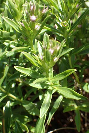 Satureja subspicata \ Zwerg-Bohnenkraut, Kroatien Učka 12.8.2016