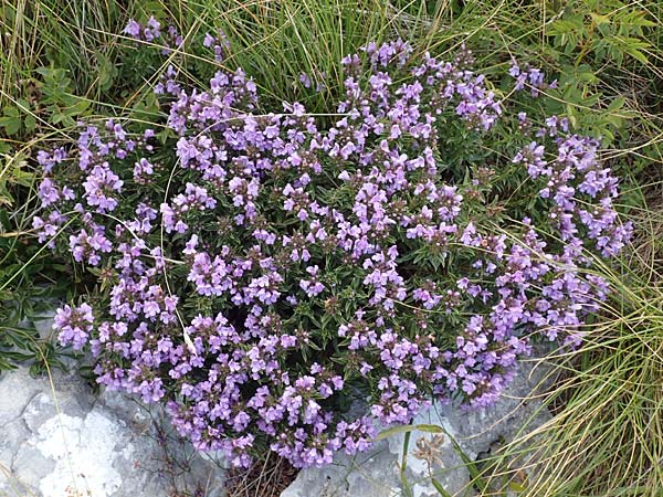 Satureja subspicata \ Zwerg-Bohnenkraut, Kroatien Učka 12.8.2016