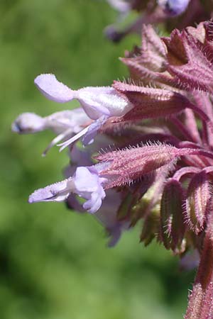 Salvia verticillata \ Quirl-Salbei / Whorled Sage, Kroatien/Croatia Risnjak 14.8.2016