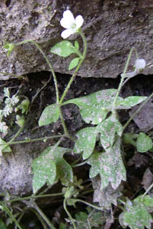 Saxifraga petraea \ Felsen-Steinbrech, Kroatien Plitvička 1.6.2008