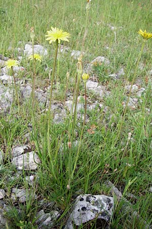 Scorzonera villosa / Villous Viper's Grass, Croatia Plitvička 2.6.2008