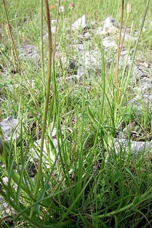 Scorzonera villosa / Villous Viper's Grass, Croatia Plitvička 2.6.2008