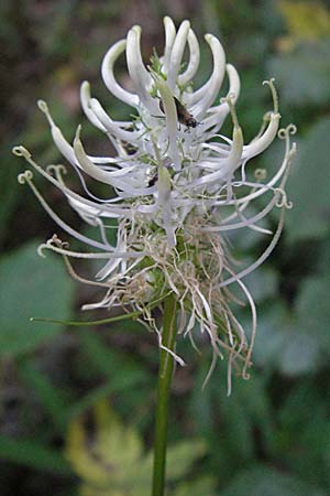 Phyteuma spicatum \ Weie Teufelskralle, hrige Teufelskralle / Spiked Rampion, Kroatien/Croatia Velebit Zavizan 17.7.2007