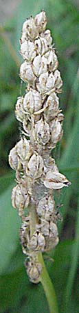 Phyteuma spicatum \ Weie Teufelskralle, hrige Teufelskralle / Spiked Rampion, Kroatien/Croatia Plitvička 19.7.2007