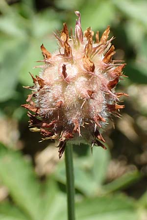 Trifolium fragiferum / Strawberry Clover, Croatia Istria, Vrh 11.8.2016