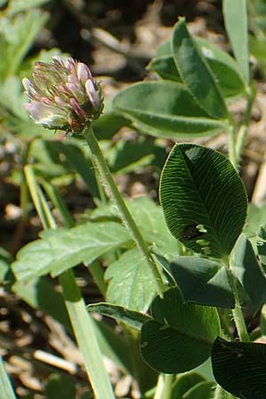 Trifolium fragiferum \ Erdbeer-Klee / Strawberry Clover, Kroatien/Croatia Istrien/Istria, Vrh 11.8.2016