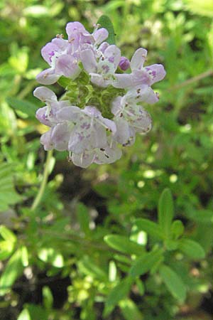 Thymus longicaulis \ Kaskaden-Thymian, Langstngeliger Thymian / Thyme, Kroatien/Croatia Istrien/Istria, Poreč 26.5.2006