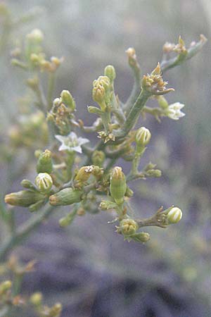 Thesium divaricatum \ Sparriger Bergflachs, Sparriges Leinblatt / Branched Bastard Toadflax, Kroatien/Croatia Senj 16.7.2007