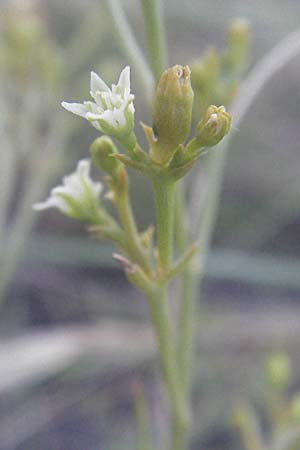 Thesium divaricatum \ Sparriger Bergflachs, Sparriges Leinblatt / Branched Bastard Toadflax, Kroatien/Croatia Senj 16.7.2007