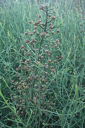 Thesium divaricatum \ Sparriger Bergflachs, Sparriges Leinblatt, Kroatien Senj 16.7.2007