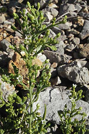 Thesium divaricatum \ Sparriger Bergflachs, Sparriges Leinblatt, Kroatien Velebit 16.7.2007