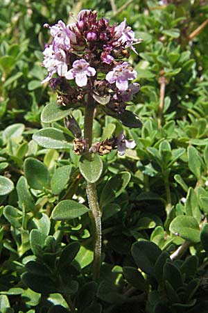 Thymus pulegioides \ Arznei-Thymian, Gemeiner Thymian / Large Thyme, Kroatien/Croatia Velebit Zavizan 17.7.2007