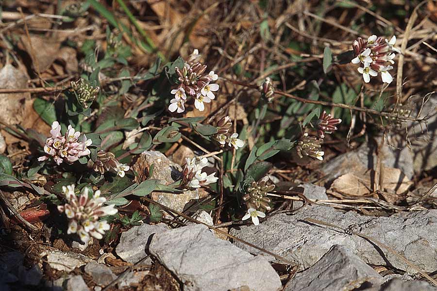 Noccaea praecox \ Frhes Hellerkraut, Frhblhendes Tschelkraut / Early Penny-Cress, Kroatien/Croatia Velebit Oltare 8.4.2006