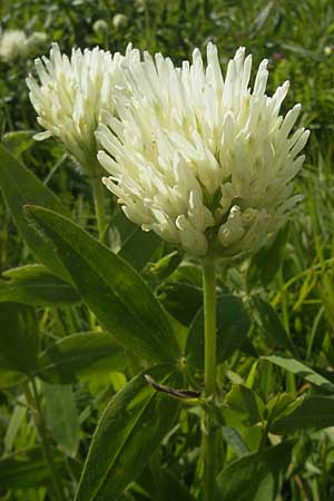 Trifolium pannonicum \ Ungarischer Klee, Kroatien Otočac 30.6.2010