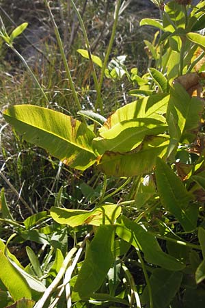 Trifolium pannonicum ? \ Ungarischer Klee, Kroatien Velebit 19.8.2016