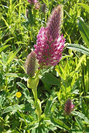 Trifolium rubens \ Purpur-Klee / Long-Spiked Trefoil, Red Trefoil, Kroatien/Croatia Plitvička 30.6.2010