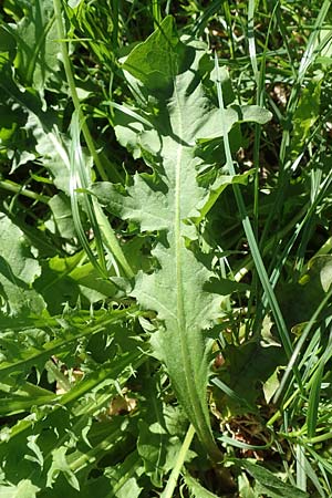 Taraxacum specD ? / Dandelion, Croatia Istria, Ičići 16.8.2016