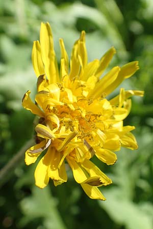 Taraxacum specD ? / Dandelion, Croatia Istria, Ičići 16.8.2016