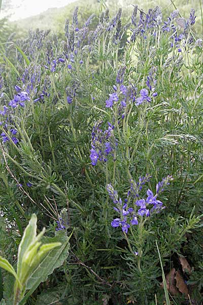 Veronica austriaca subsp. jacquinii \ Jacquins Ehrenpreis, Kroatien Velebit Oltare 31.5.2006