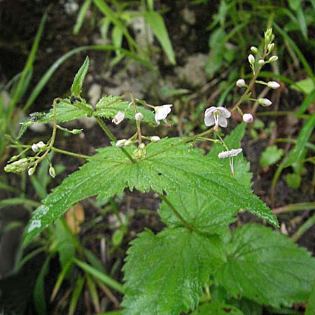 Veronica urticifolia \ Nessel-Ehrenpreis, Kroatien Plitvička 3.6.2006