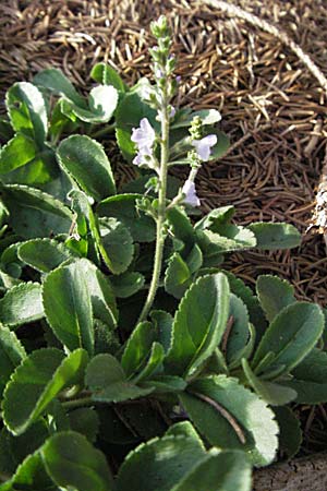 Veronica officinalis \ Echter Ehrenpreis, Wald-Ehrenpreis, Kroatien Plitvička 18.7.2007