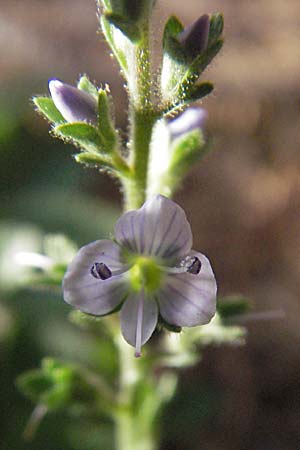 Veronica officinalis \ Echter Ehrenpreis, Wald-Ehrenpreis, Kroatien Plitvička 18.7.2007