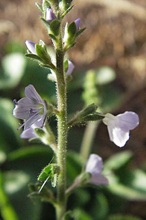 Veronica officinalis \ Echter Ehrenpreis, Wald-Ehrenpreis / Heath Speedwell, Kroatien/Croatia Plitvička 18.7.2007