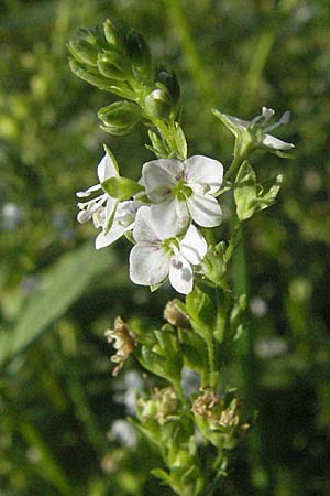 Veronica anagallis-aquatica \ Blauer Gauchheil-Ehrenpreis, Blauer Wasser-Ehrenpreis, Kroatien Donji Budački 20.7.2007