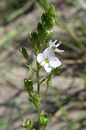 Veronica anagallis-aquatica \ Blauer Gauchheil-Ehrenpreis, Blauer Wasser-Ehrenpreis, Kroatien Donji Budački 31.5.2008