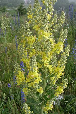 Verbascum pulverulentum ? \ Flockige Knigskerze / Hoary Mullein, Kroatien/Croatia Plitvička 2.6.2008