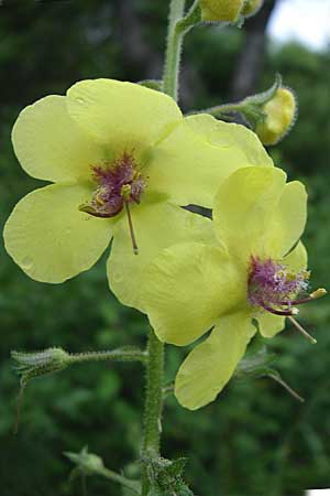 Verbascum blattaria \ Schabenkraut-Knigskerze, Schaben-Knigskerze / Moth Mullein, Kroatien/Croatia Rijeka 4.6.2008