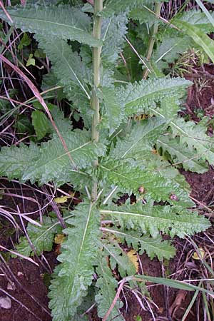 Verbascum blattaria \ Schabenkraut-Knigskerze, Schaben-Knigskerze, Kroatien Rijeka 4.6.2008