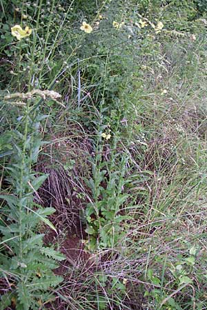 Verbascum blattaria \ Schabenkraut-Knigskerze, Schaben-Knigskerze, Kroatien Rijeka 4.6.2008