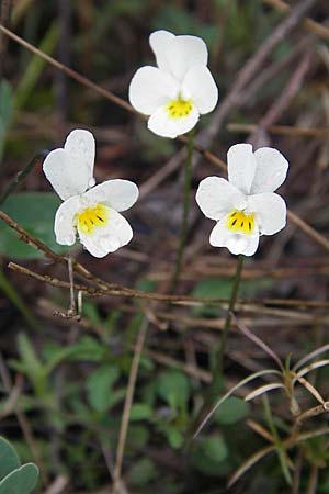 Viola kitaibeliana \ Kleines Stiefmtterchen / Dwarf Pansy, Kroatien/Croatia Šibenik 2.4.2006