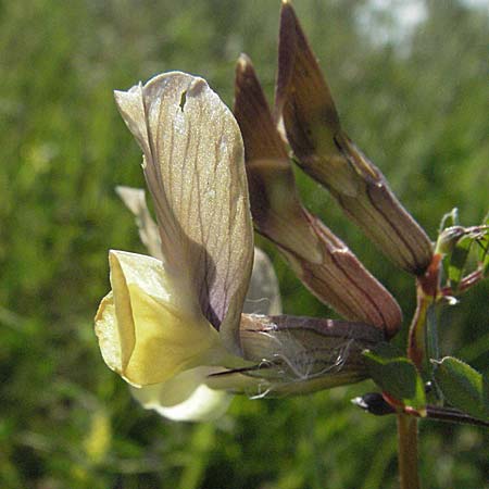 Vicia grandiflora \ Grobltige Wicke, Kroatien Istrien, Poreč 26.5.2006