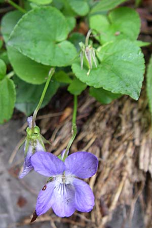 Viola reichenbachiana \ Wald-Veilchen, Kroatien Velebit Zavizan 4.6.2008