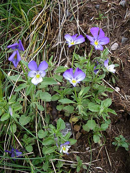 Viola tricolor \ Wildes Stiefmtterchen, Kroatien Velebit Zavizan 4.6.2008