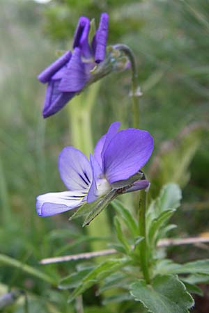 Viola tricolor \ Wildes Stiefmtterchen, Kroatien Velebit Zavizan 4.6.2008